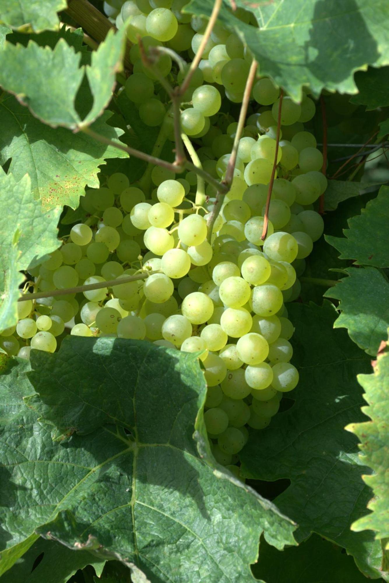 مبيت وإفطار Becheresse Domaine Chez Maurice المظهر الخارجي الصورة